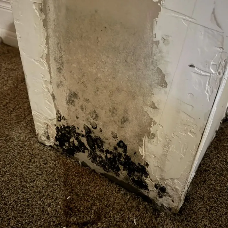 Professional Mold Removal in Henry County, KY